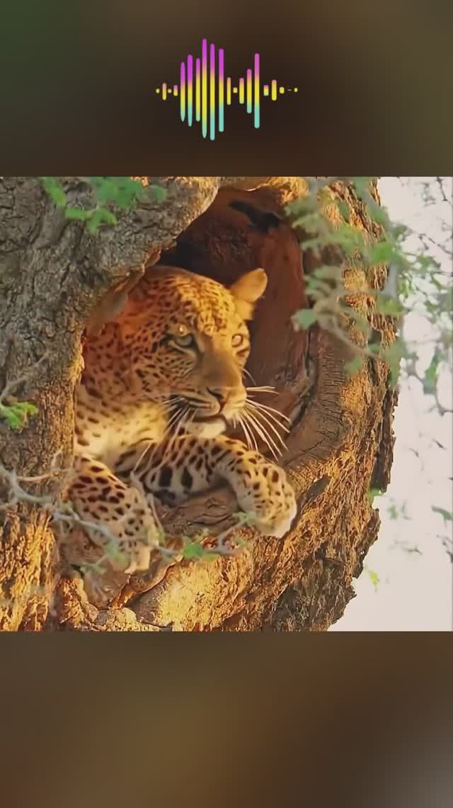 Леопард бесшумный охотник. Леопард в деле