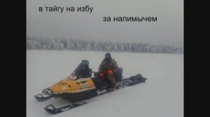 в тайгу на избу за налимычем