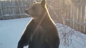 Мишка шалунишка