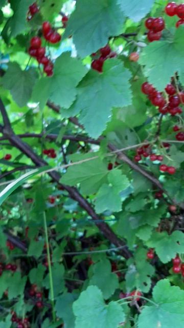 Красная смородина смотреть онлайн