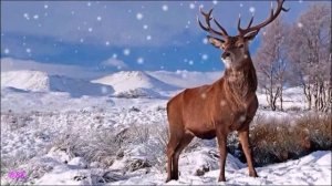 Счастливые моменты...(Авт.ролика Виктор)