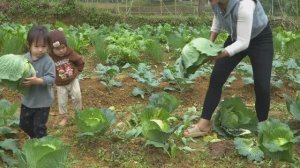 Сбор гигантской капусты и её доставка на рынок для продажи — забота об утятках.