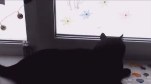 КОШАЧИЙ ТЕЛЕВИЗОР