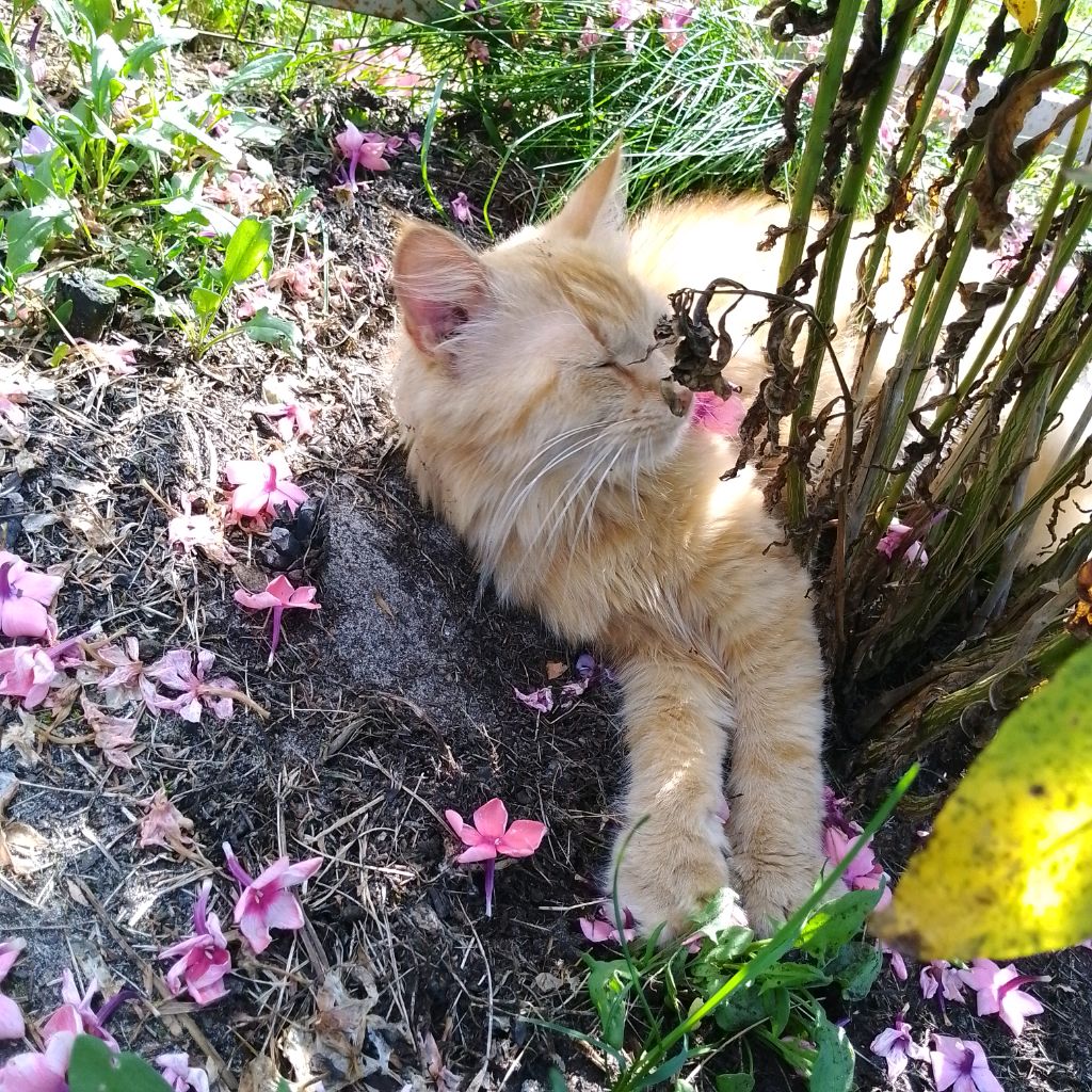 повтор эфира! ребят пожалуйста заходите и пишите во что мне поиграть в роблоксе смотреть онлайн
