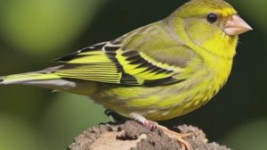 Звуки природы: шелест леса и изящное пение Зеленушки