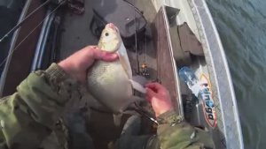 ВОТ ЭТО РЫБАЛКА! Я МЕЧТАЛ О НЁМ! ОСЕННИЙ ХИЩНИК И ЛЕЩ. Собираю самые вкусные грибы.