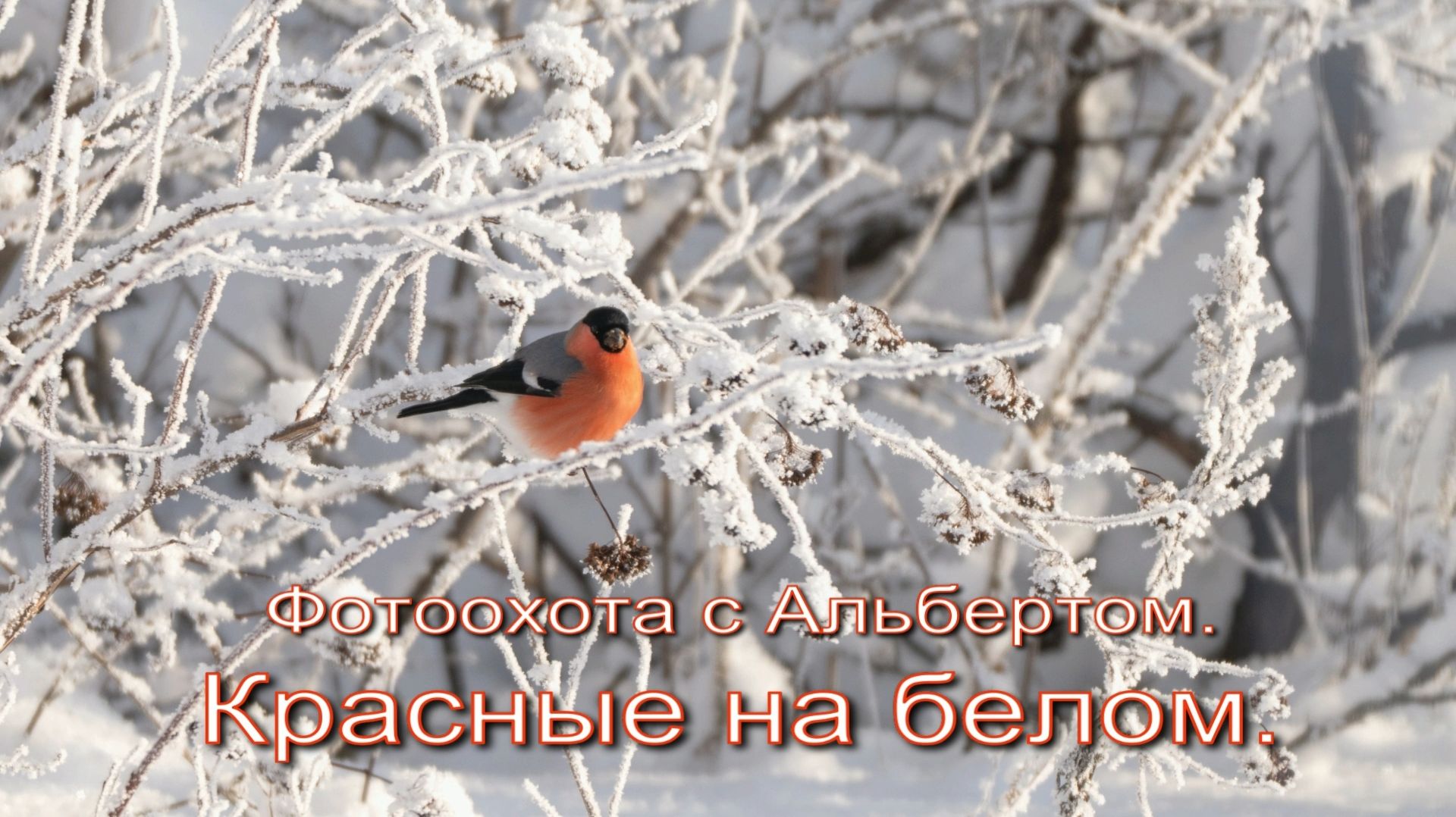 Фотоохота с Альбертом. Красные на белом.