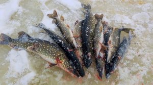 ДЕСЯТКИ ЩУК НА ЖЕРЛИЦЫ! НЕВЕРОЯТНАЯ ЗИМНЯЯ РЫБАЛКА!