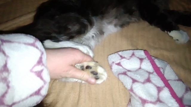 Мейн Кун кот филя