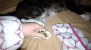 Мейн Кун кот филя