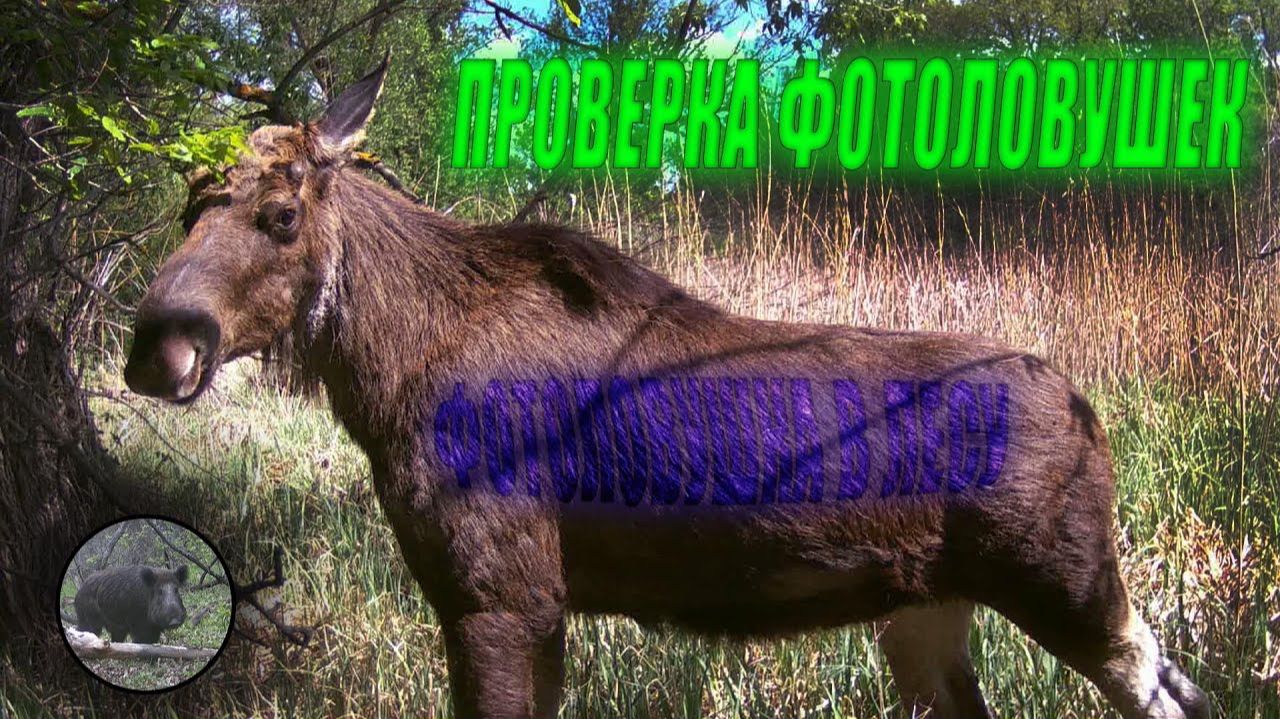 Проверка  фотоловушек. Иду на солонец. Бобры опять меня обманули! Фотоловушка в лесу.