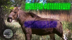 Проверка  фотоловушек. Иду на солонец. Бобры опять меня обманули! Фотоловушка в лесу.