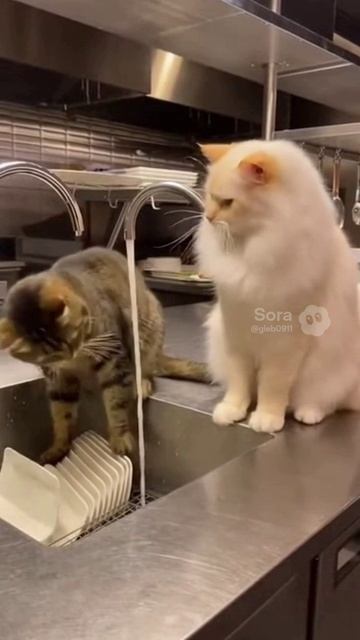 Коты моют посуду