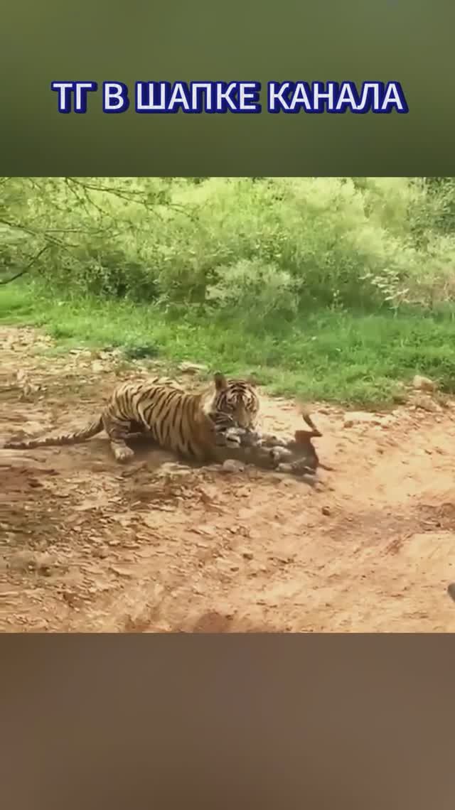Тигр поймал собаку. Тигр в деле
