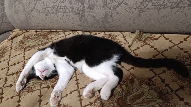 Мальчик зайчик смотреть онлайн