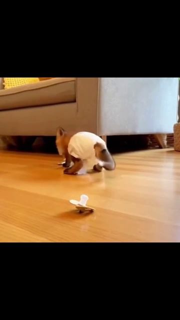 #милыеживотные #умныепитомцы #смешныеживотные #друзьячеловека #милота #животныедня