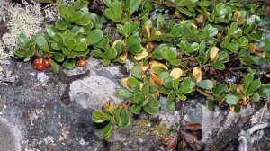 Лечебные свойства толокнянки  Рецепты при болезнях мо