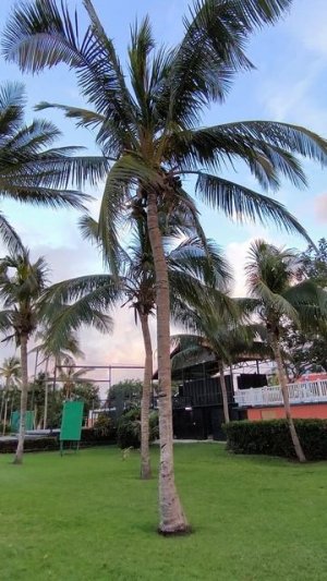 Пение птиц 11.01.26.