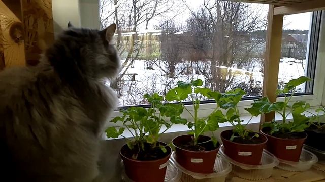 Удобрение пеларгоний. Основные правила смотреть онлайн