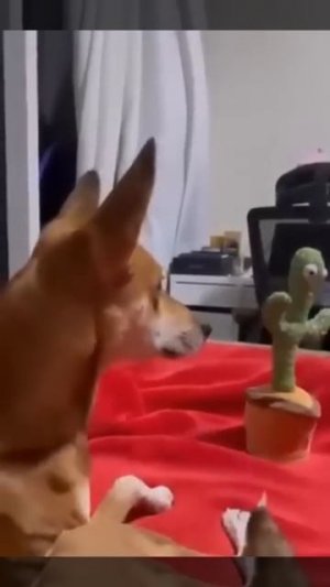 Животные приколы и не только😅