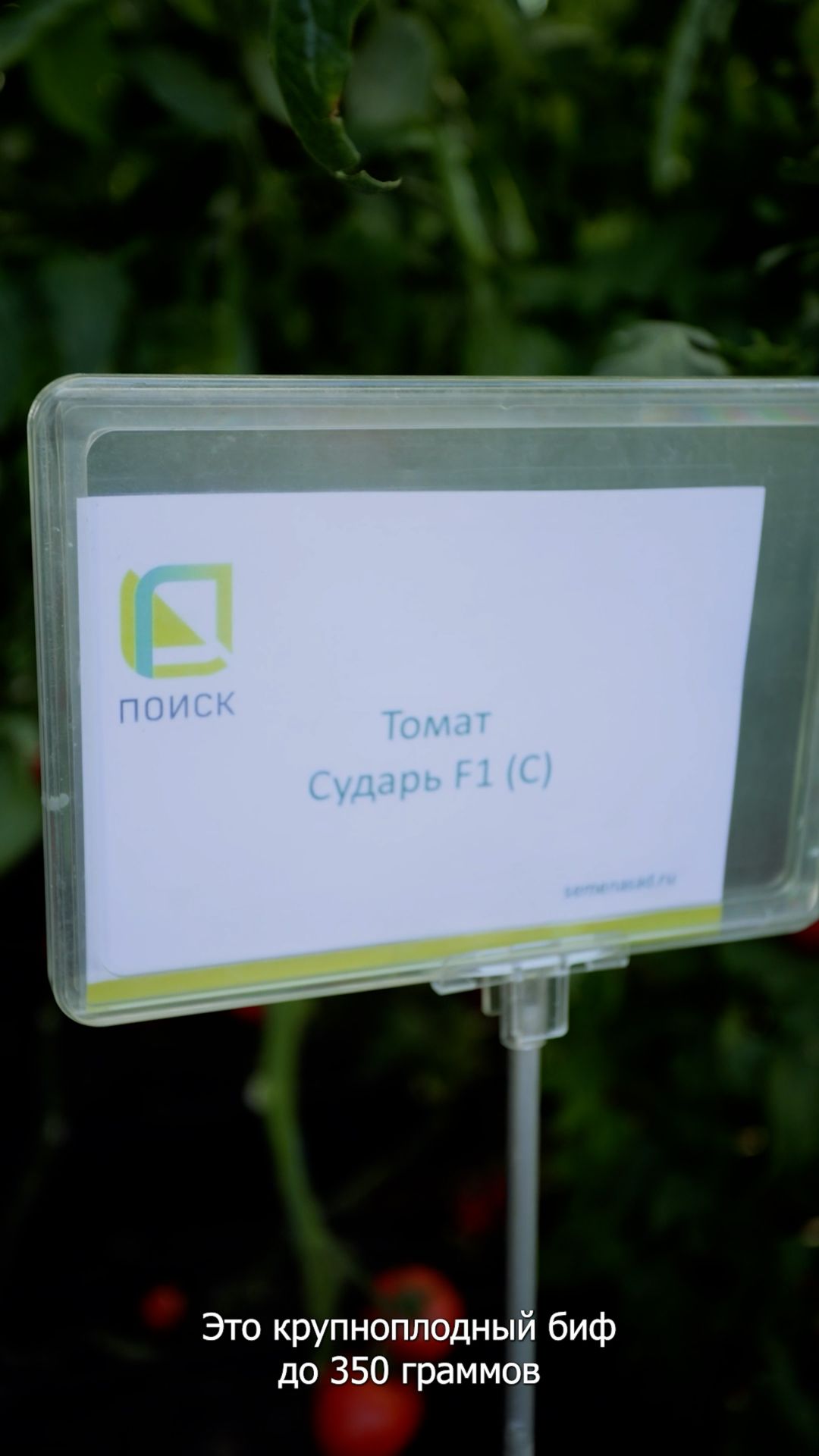 Крупный томат, который легко вырастить в неблагоприятных условиях!