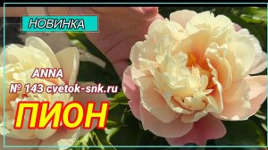 Травянистый гибрид «ANNA»/Сад Ворошиловой