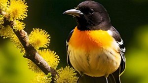 Звуки природы: завораживающие звуки леса и дивное пение птицы Иволги