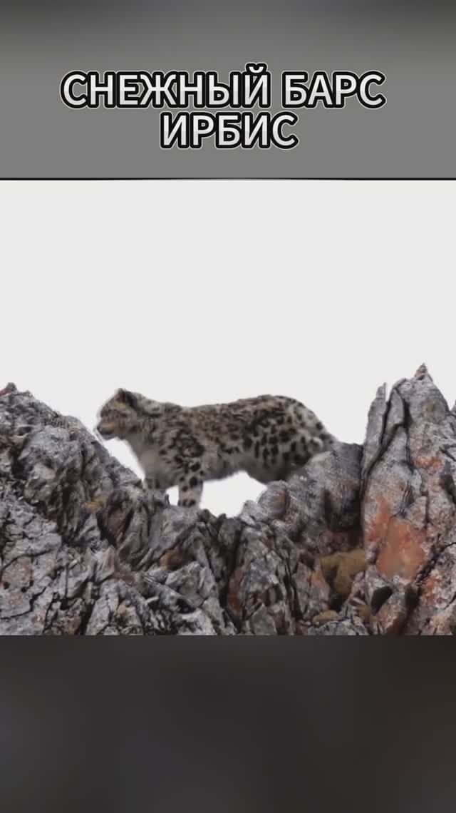 Снежный барс каскадёр. Невероятный Ирбис в деле