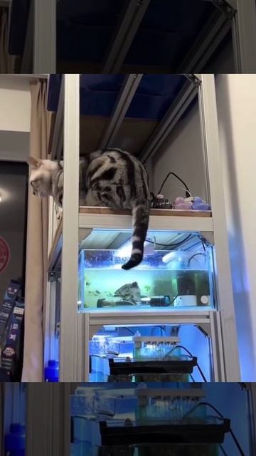 Дай кусь за хвост смотреть онлайн