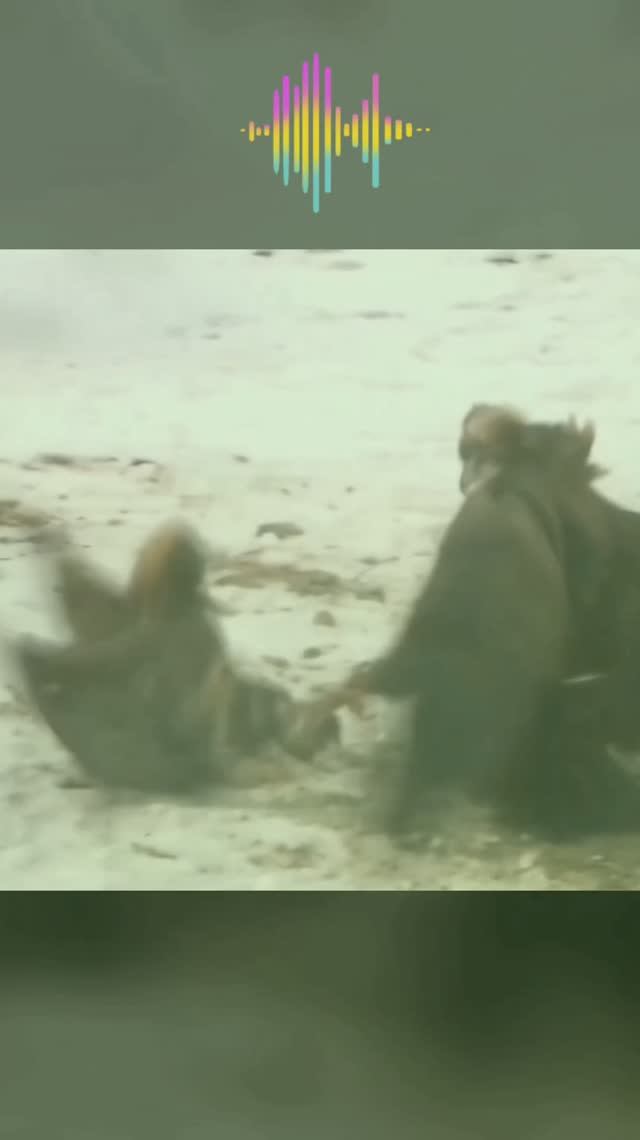 Беркут против Черного грифа. Битва животных