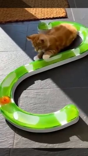 Животные приколы и не только😅