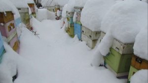 январь, замело снегом улья, про вентиляцию для зимовки, ответы на вопросы ,  12.01.2026