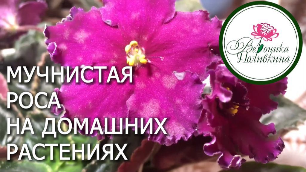 МУЧНИСТАЯ РОСА НА ДОМАШНИХ РАСТЕНИЯХ смотреть онлайн