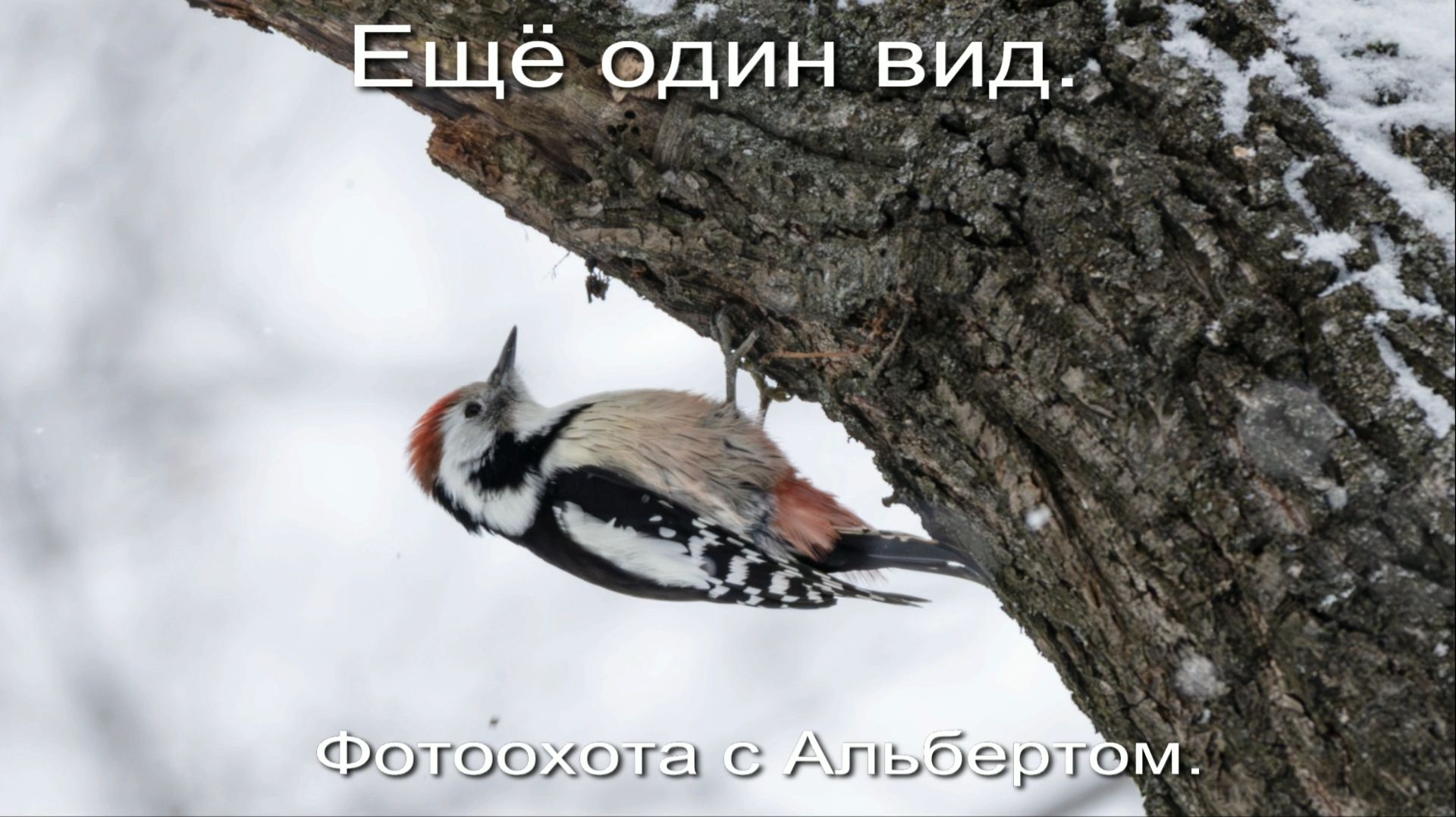 Фотоохота с Альбертом. Ещё один вид.