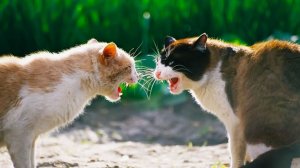 КОТЫ ДЕРУТСЯ!🙀 БЕШЕНЫЕ ДРАКИ КОТОВ😈 СУМАШЕДШИЕ РАЗБОРКИ ЖИВОТНЫХ🤕