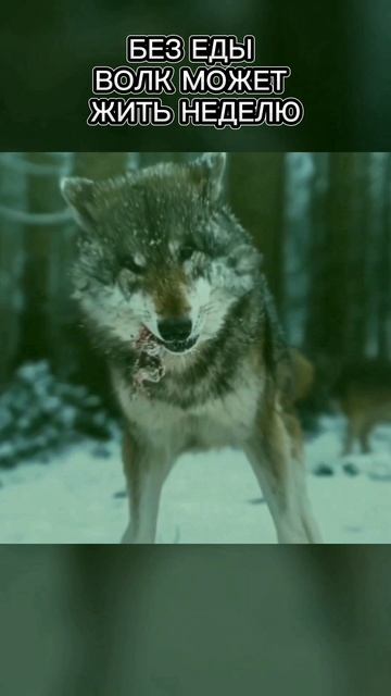 Волк выносливый хищник. Интересный факт о животном