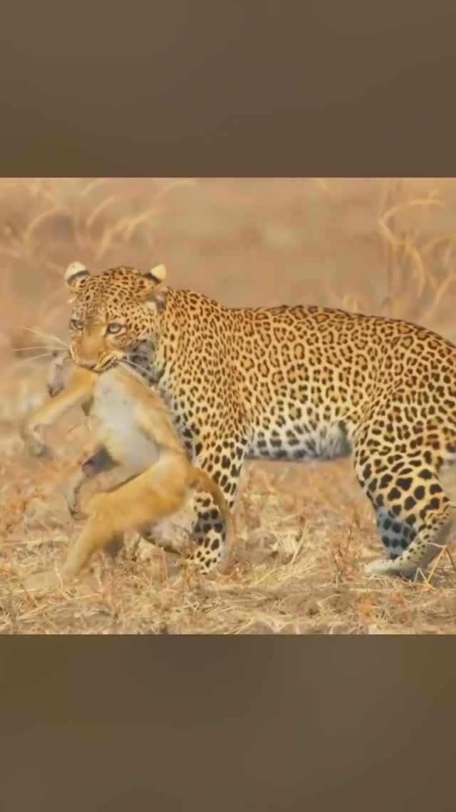 Леопард напал на бабуина. Леопард против примата