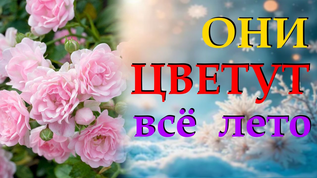 Более 10 многолетних цветов, которые цветут всё лето смотреть онлайн