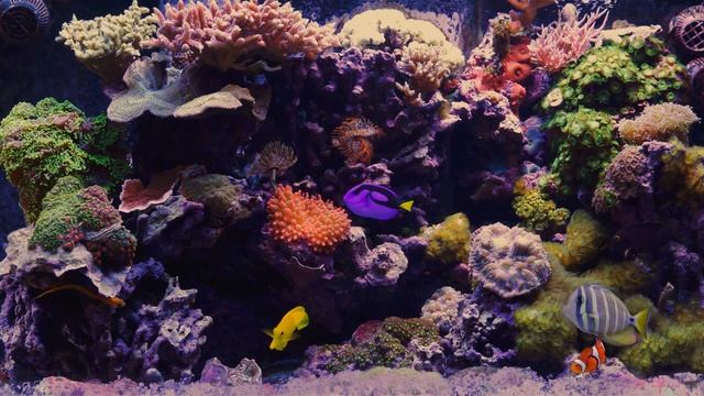 Тропический аквариум Tropical Aquarium.