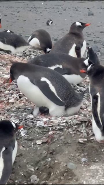 Птицы которые не умеют летать)