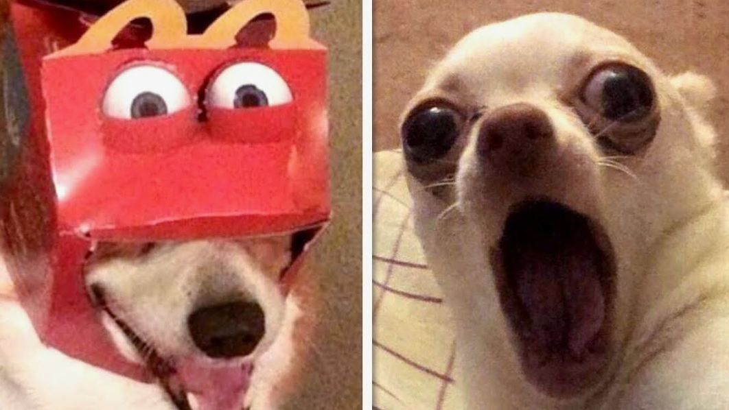 СМЕШНЫЕ КОТЫ Смешные видео с наши любимыми смешными животными смотреть онлайн