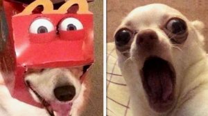 СМЕШНЫЕ КОТЫ  Смешные видео с наши любимыми смешными животными