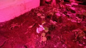 моя мечта - моя подземная зимняя теплица