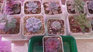 Обзор суккулентов | Полив суккулентов ●●●