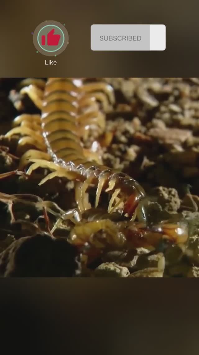 Сколопендра против скорпиона. Битва членистоногих