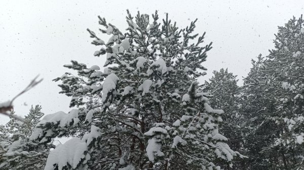 Белый снег - Василий Евич (сл.Сергей Согрин (Рудный))