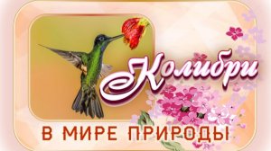 📗 "Колибри" ~ СЛАЙДЫ | РАССКАЗ Христианский 🌼🟢 В МИРЕ ПРИРОДЫ~ АУДИОРАССКАЗ