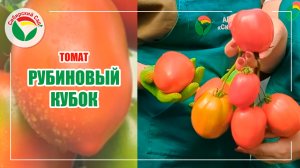 Томат Рубиновый кубок