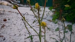 Зима в ЛАИРе