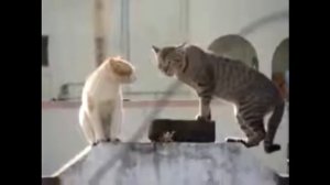 Петербургские коты